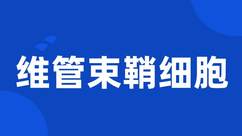 维管束鞘细胞