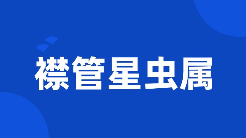 襟管星虫属
