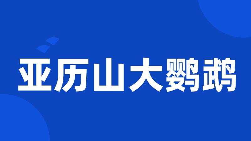 亚历山大鹦鹉