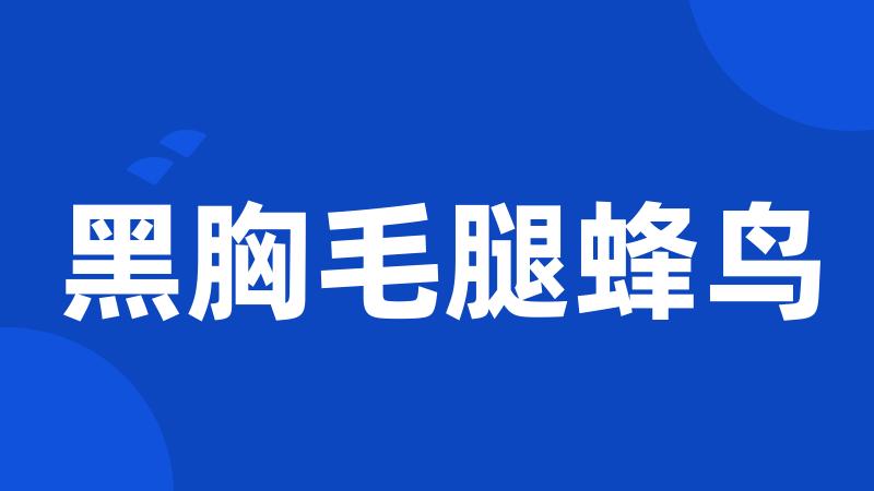 黑胸毛腿蜂鸟