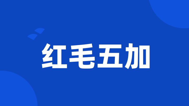 红毛五加
