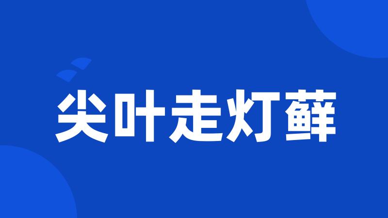尖叶走灯藓