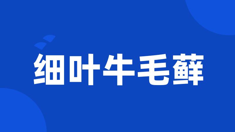 细叶牛毛藓