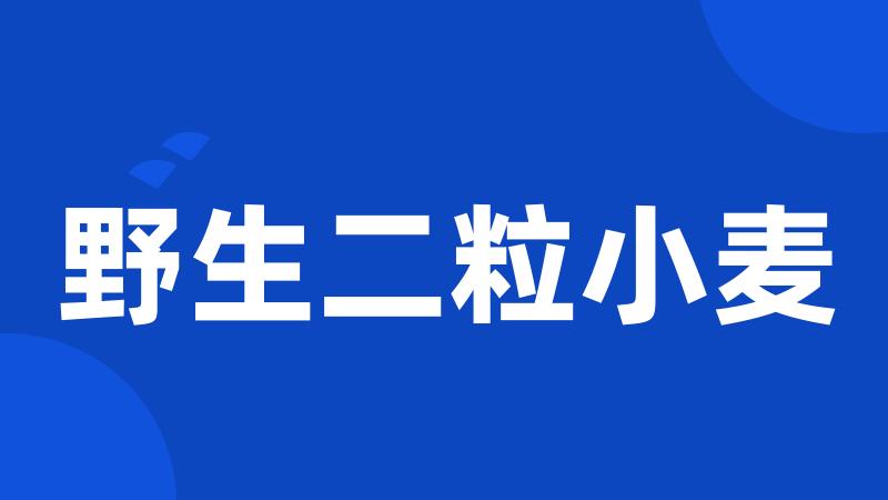 野生二粒小麦