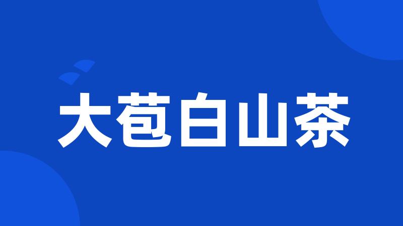 大苞白山茶