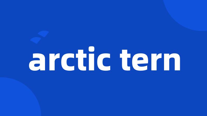 arctic tern
