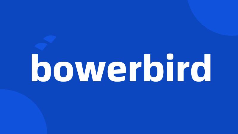 bowerbird