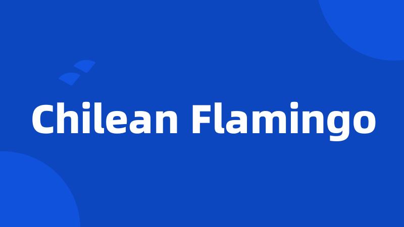 Chilean Flamingo