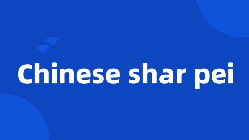 Chinese shar pei