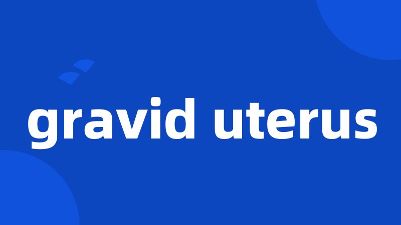 gravid uterus