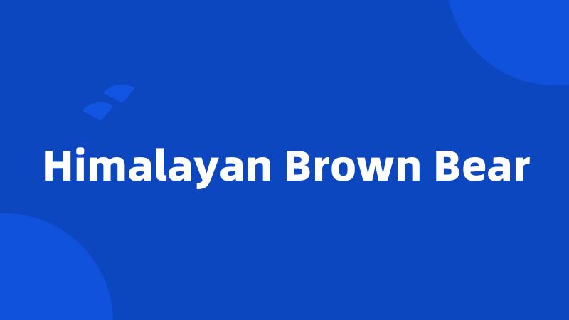 Himalayan Brown Bear