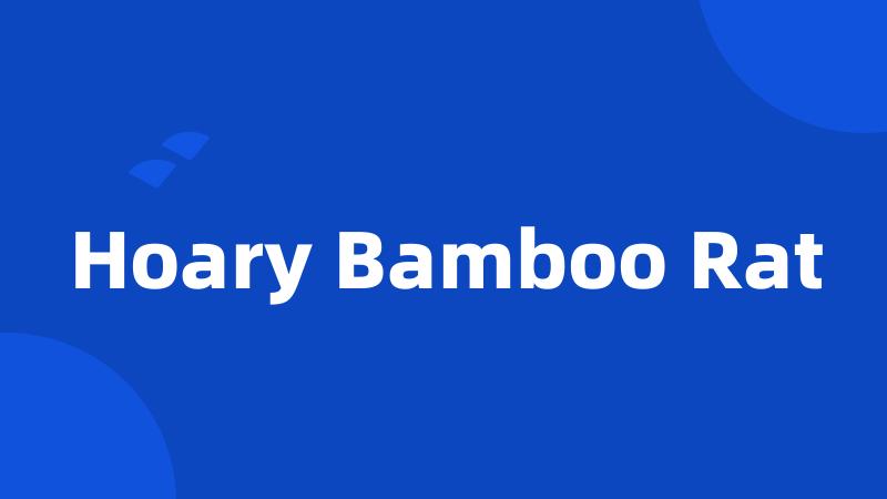 Hoary Bamboo Rat
