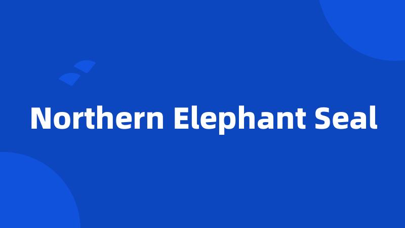 Northern Elephant Seal