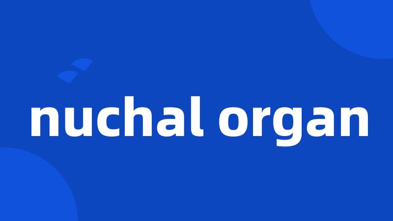 nuchal organ