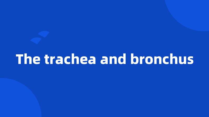 The trachea and bronchus