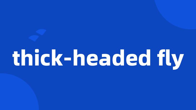 thick-headed fly
