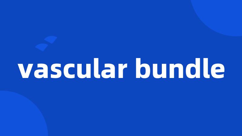 vascular bundle