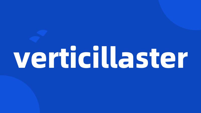verticillaster