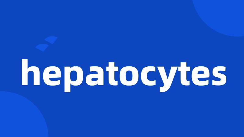 hepatocytes