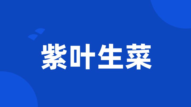 紫叶生菜