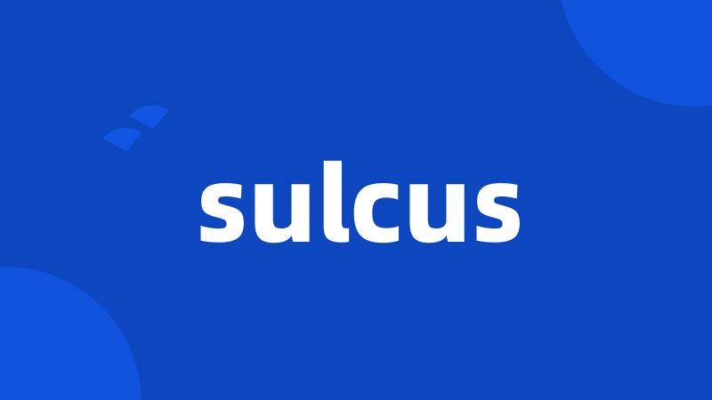 sulcus