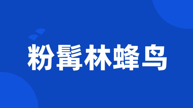 粉髯林蜂鸟