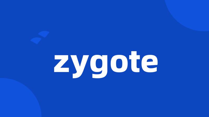 zygote