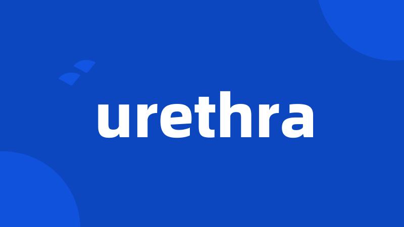 urethra