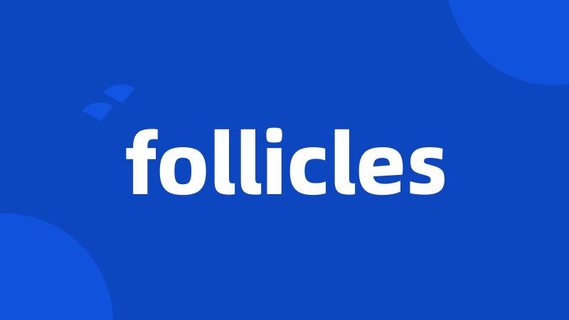 follicles