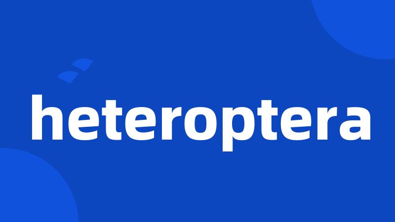 heteroptera