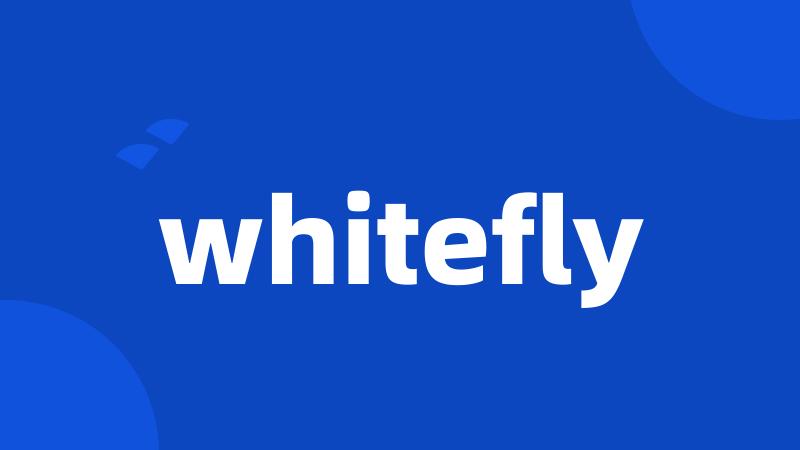 whitefly