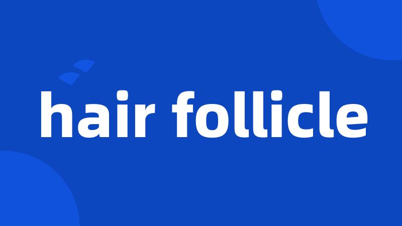 hair follicle