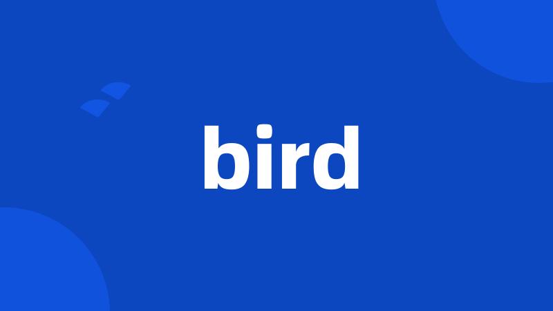 bird