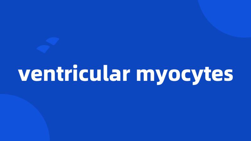 ventricular myocytes