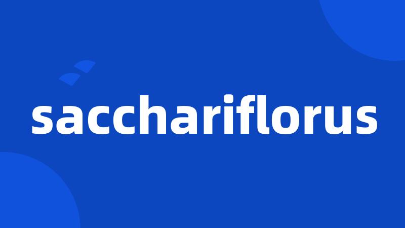 sacchariflorus