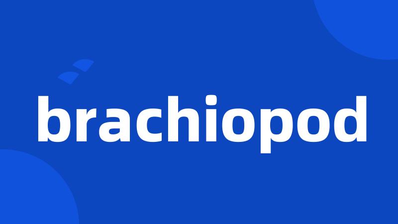 brachiopod