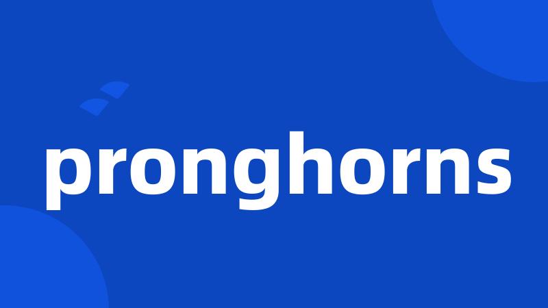 pronghorns
