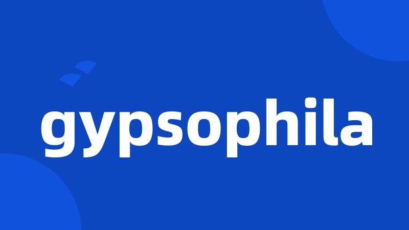 gypsophila