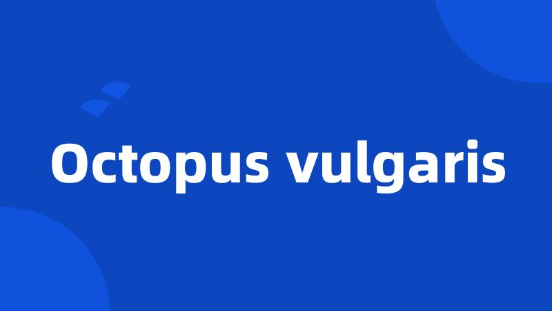 Octopus vulgaris