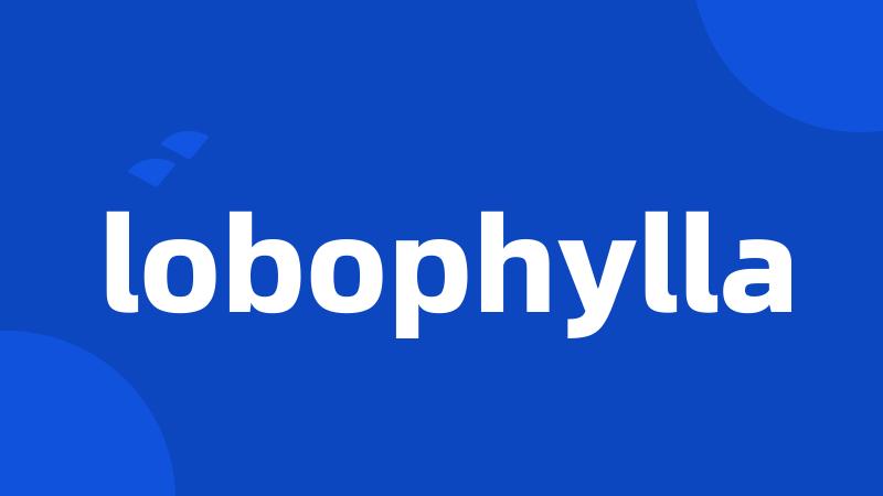 lobophylla
