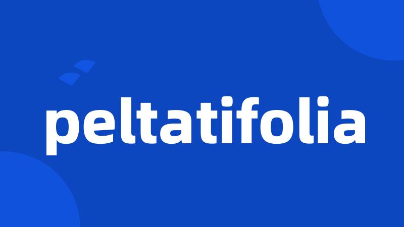 peltatifolia