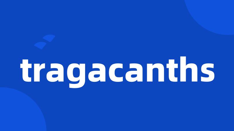 tragacanths