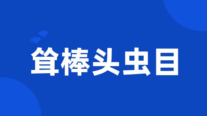 耸棒头虫目