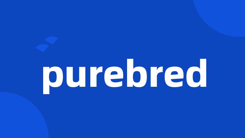 purebred
